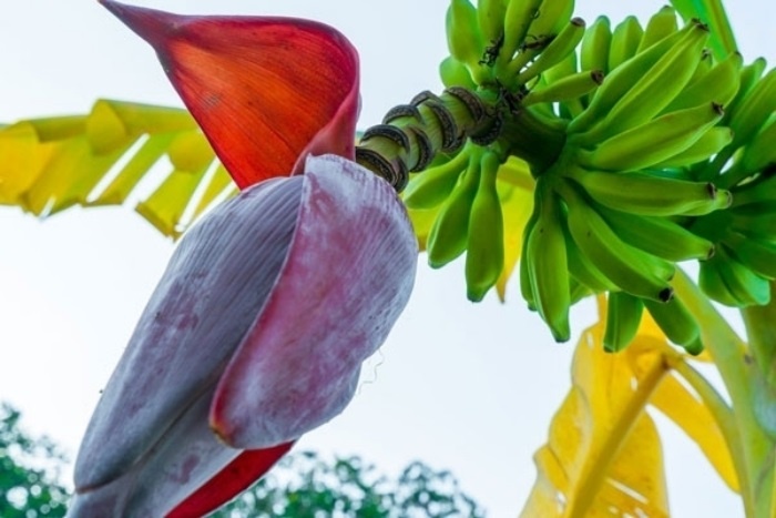 Chuyên gia giải mã công dụng chữa bệnh của hoa chuối