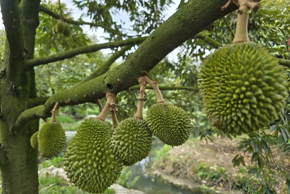 Tin vui cho người trồng sầu riêng