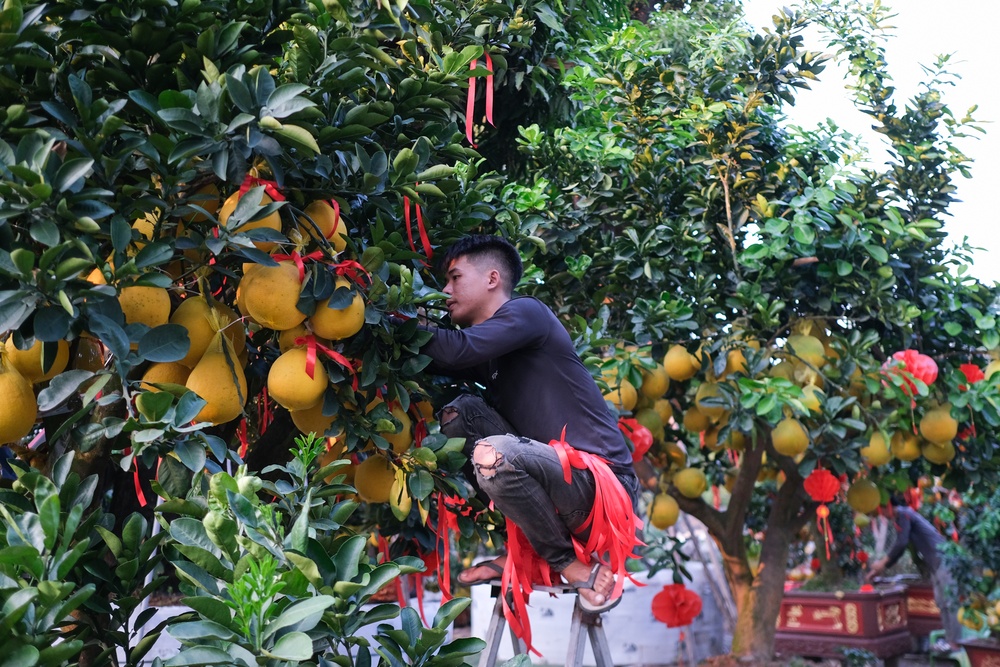 Buoi Dien choi Tet sap 'chay hang' o TP.HCM hinh anh