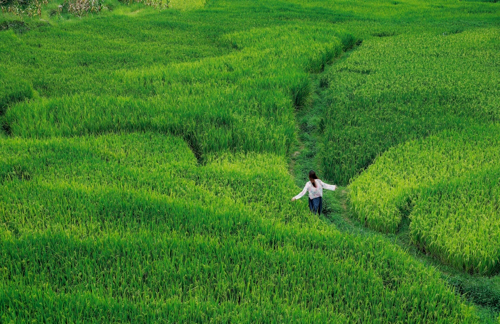 Cảnh đồng lúa xanh bất tận ở 'ngôi làng đẹp nhất châu Á' tại Việt Nam