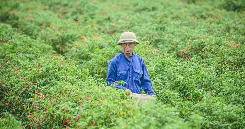 Gia ot bat ngo lao doc manh hinh anh