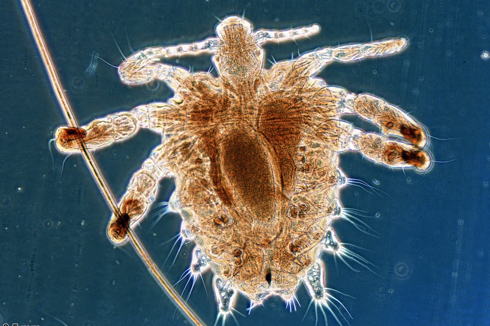 Ngua vung kin du doi, 'thu pham' nho be it ai ngo hinh anh