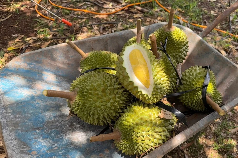 Tin vui cho nguoi trong sau rieng hinh anh