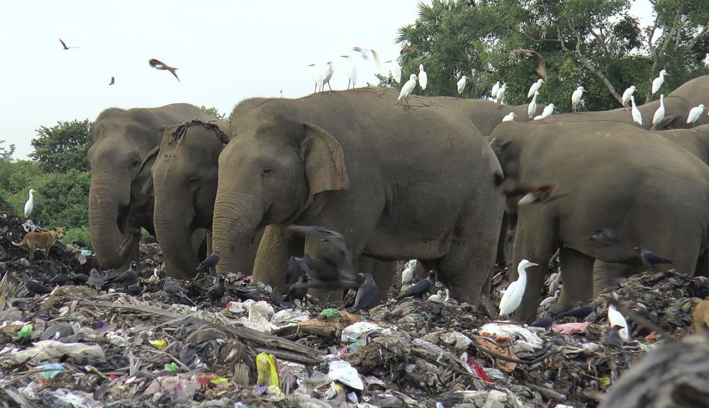 Voi chet o Sri Lanka anh 3