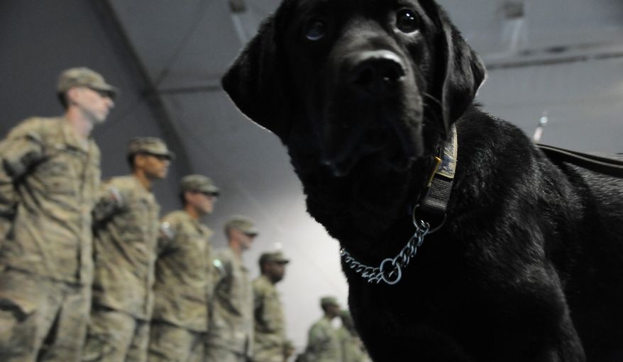 Un perro de terapia del 219º Escuadrón de Rescate Aerotransportado finaliza su misión en Afganistán en el aeródromo de Bagram el 1 de febrero.