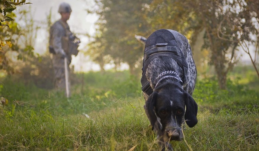 El especialista David Walls, del 49º Batallón de Ingenieros, supervisa al perro detector de minas, el sargento Homer, mientras busca en un puesto avanzado en Kandahar, Afganistán, el sitio elegido para una planta de energía de 10 megavatios para proporcionar electricidad al oeste de Kandahar.