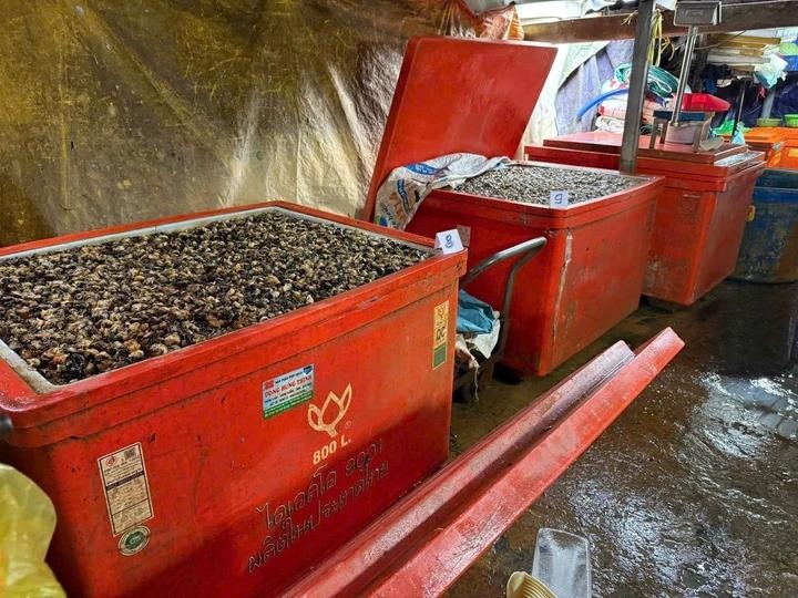 Lời khai của chủ vựa ngâm 3.000 tấn thịt ốc bằng hóa chất công nghiệp