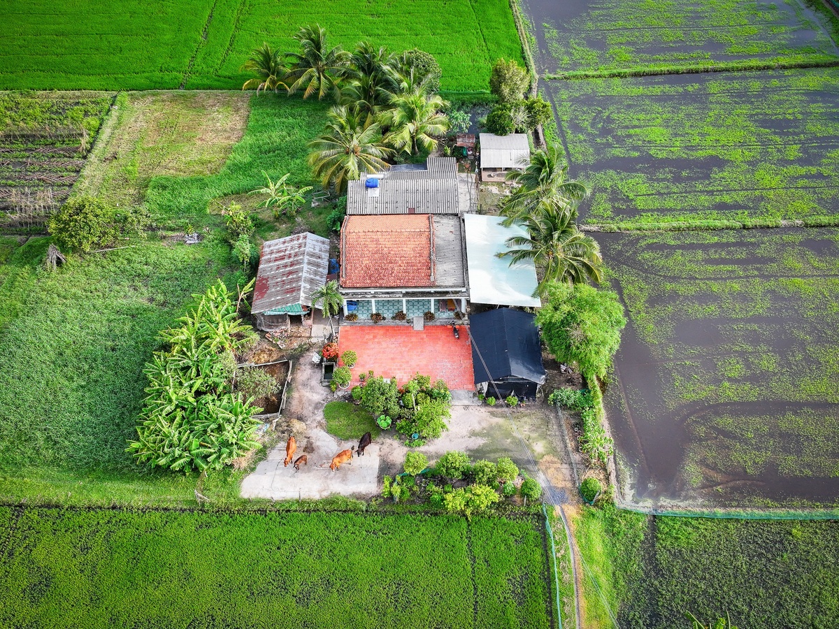Mua len trau anh 11