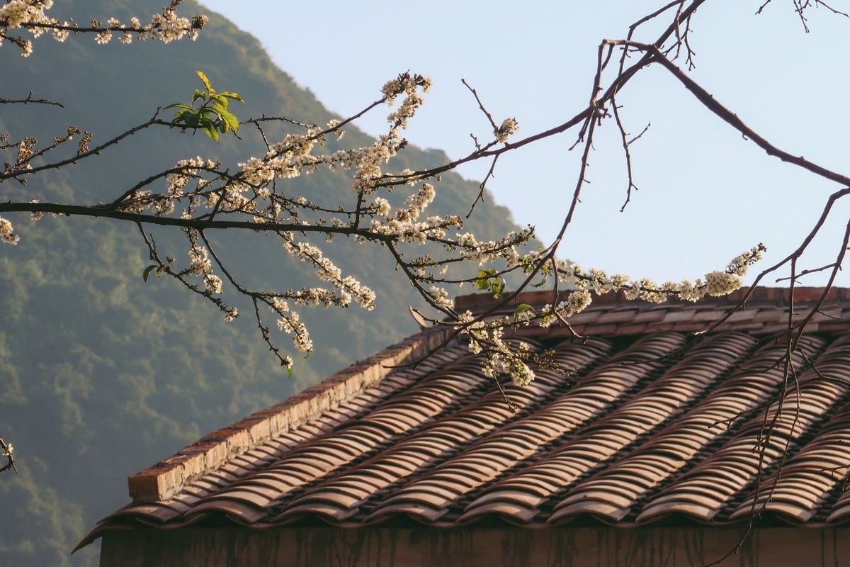 Lô Lô Chải ảnh 9 Lo Lo Chai anh 9