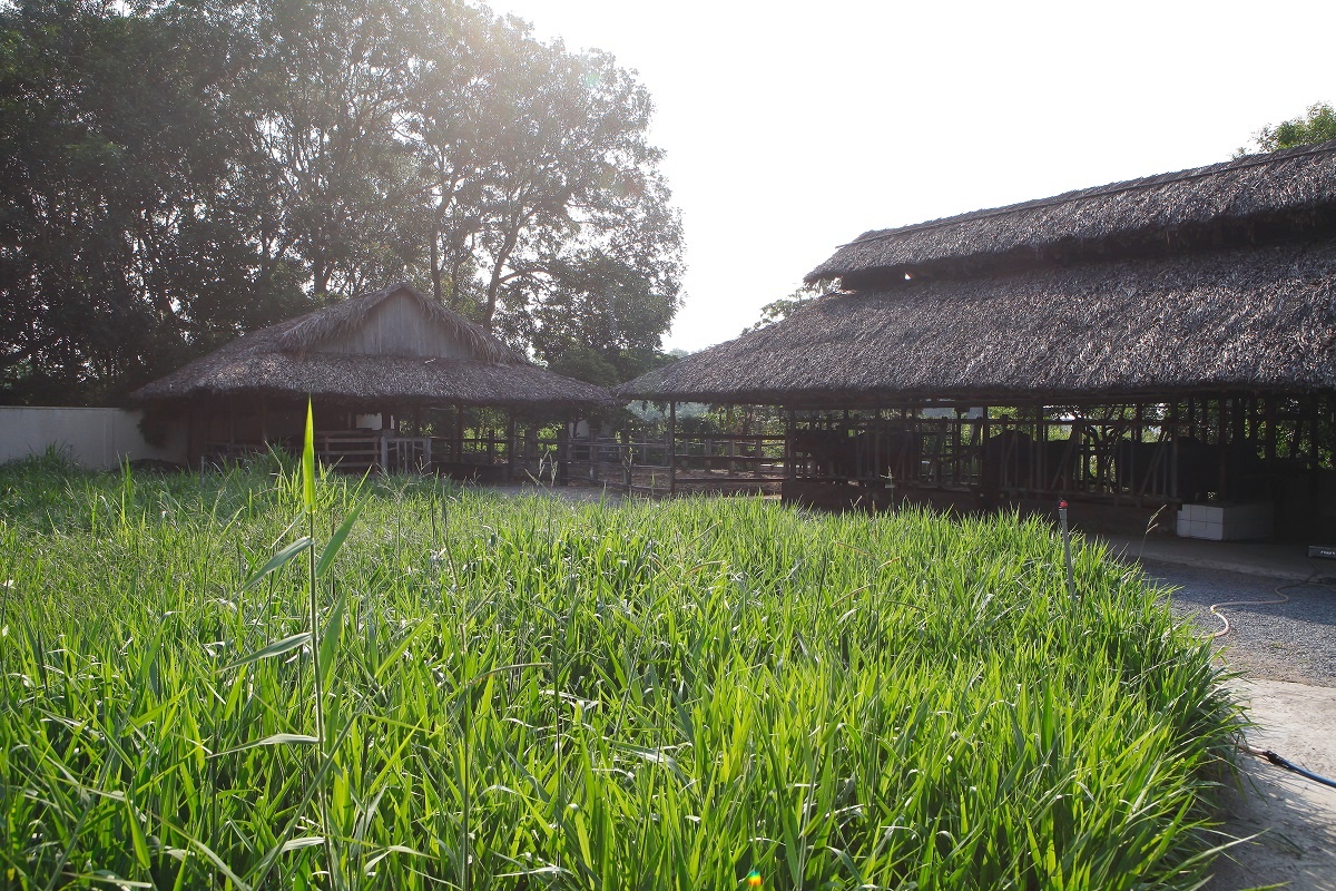 Co Gai Ha Lan anh 3