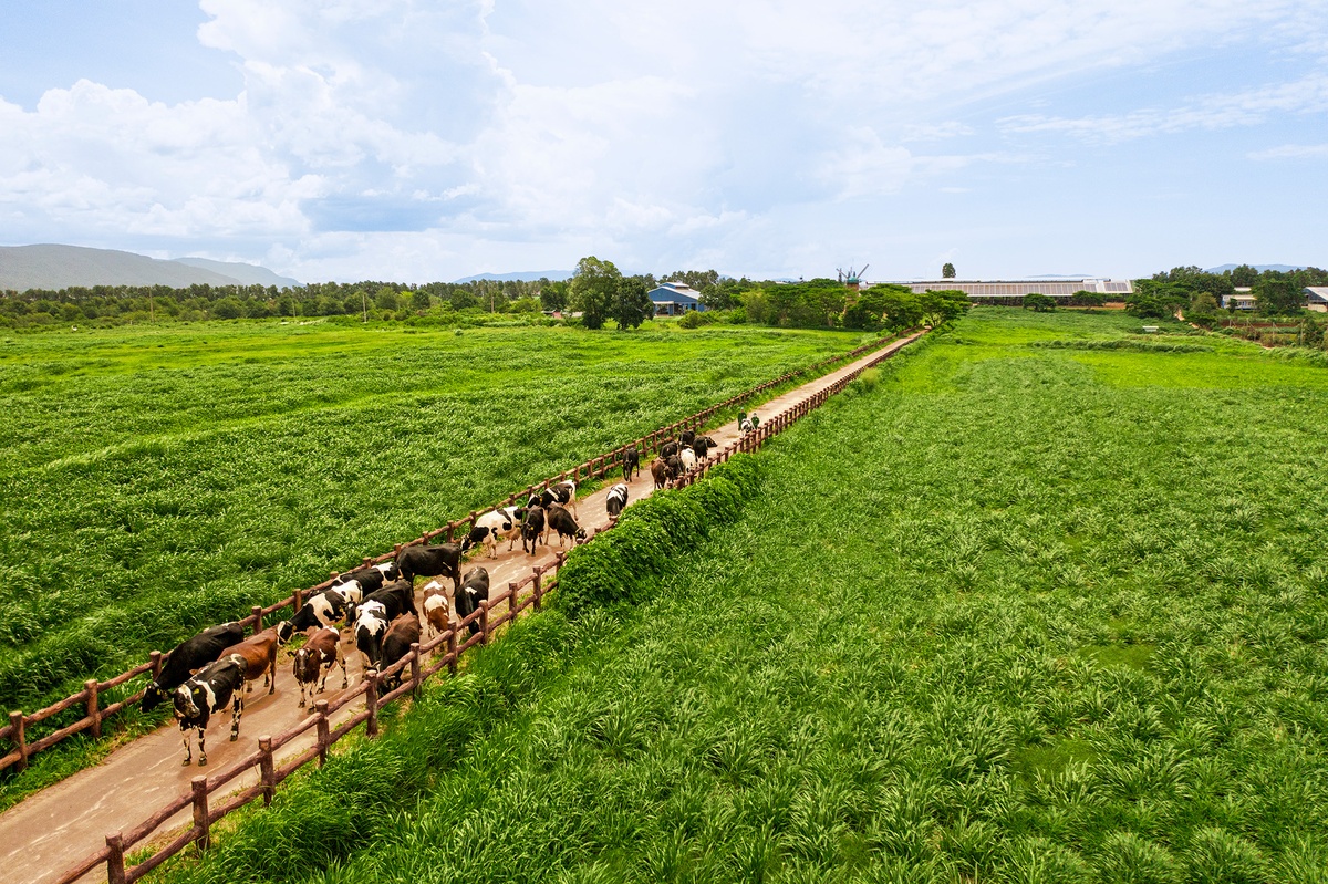 Vinamilk ảnh 3