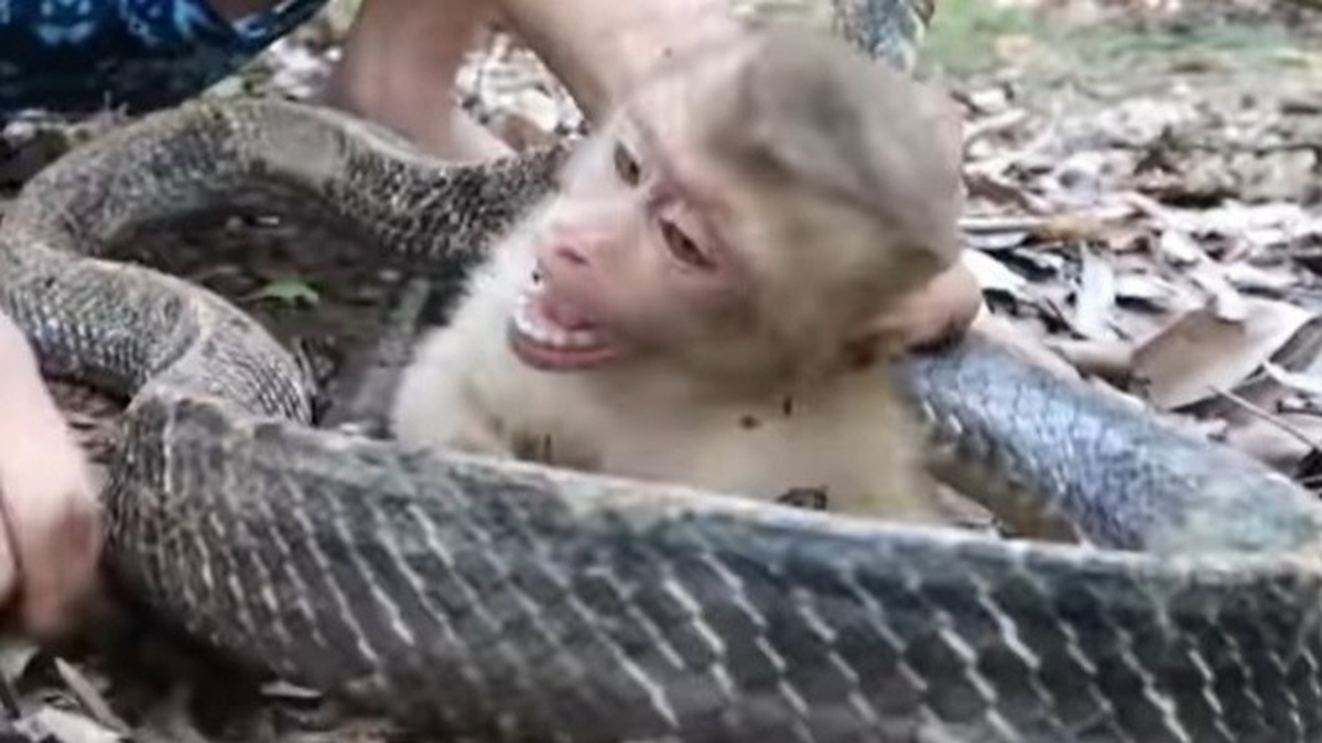 YouTuber Hậu Cáo ngược đãi động vật quý hiếm | Znews.vn