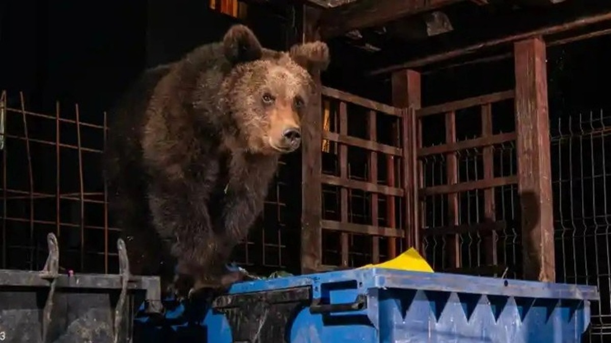 Nơi người dân quen cảnh gấu lục thùng rác - Địa điểm du lịch