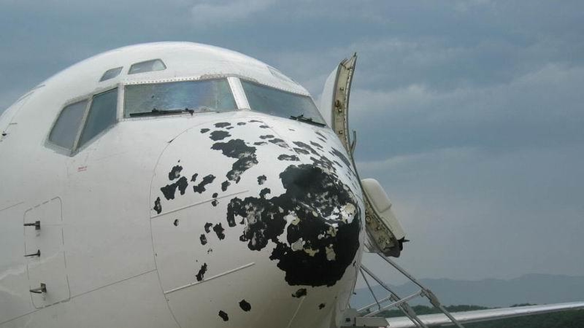 Vì sao máy bay sợ nhất va phải chim? | Znews.vn