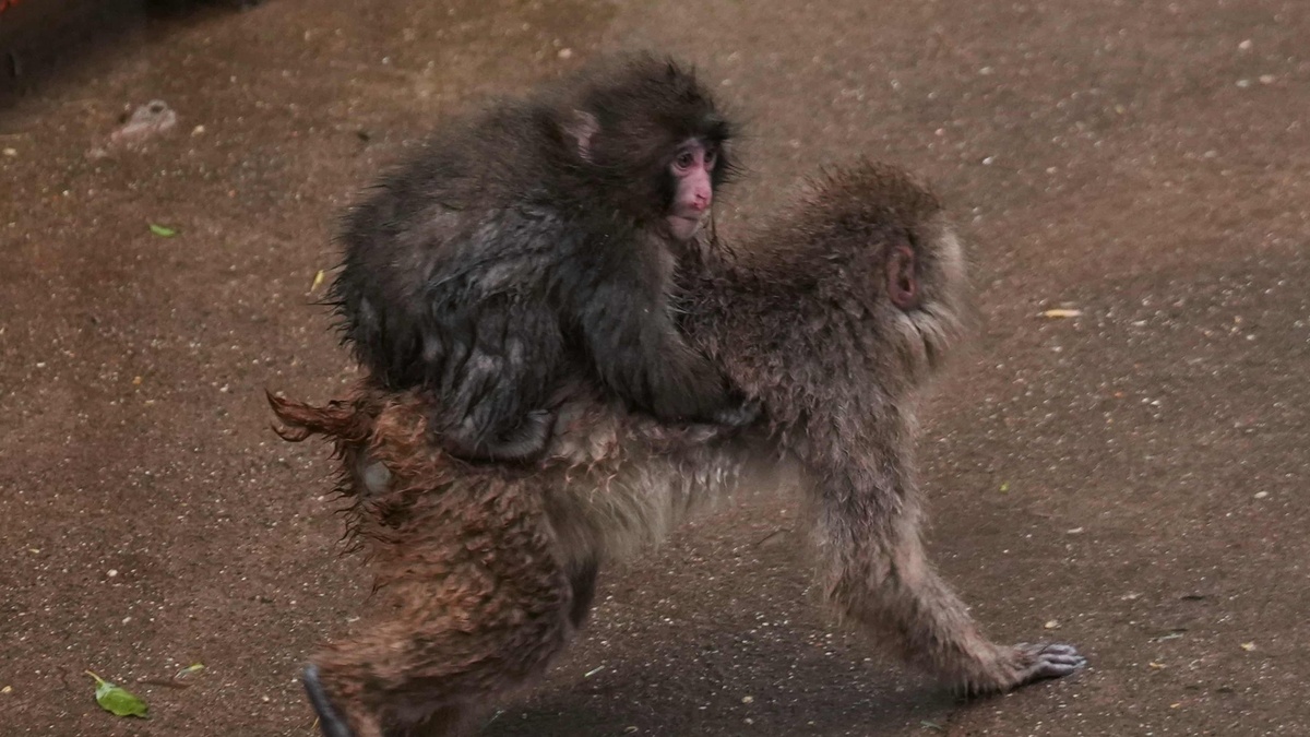 Khỉ Punch nổi tiếng kh&ocirc;ng c&ograve;n c&ocirc; đơn | Znews.vn