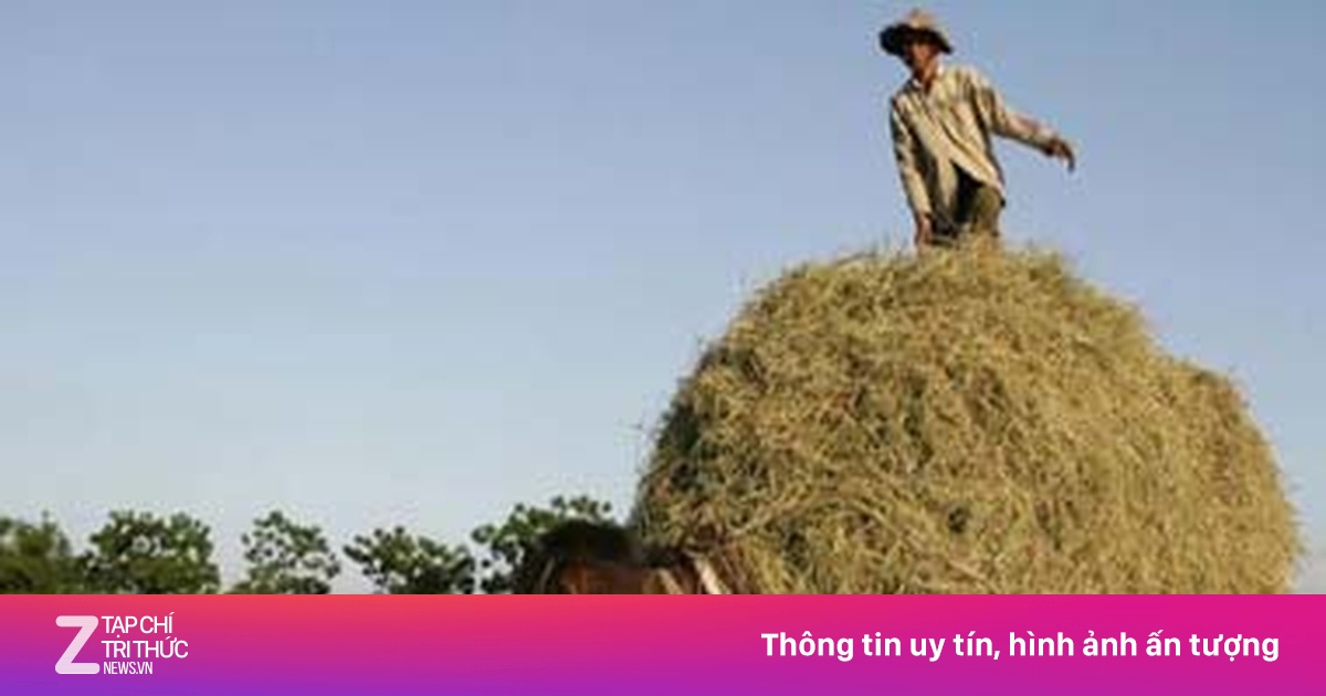 Rơm rạ Việt Nam lên báo Anh - Ảnh & Video - ZNEWS.VN