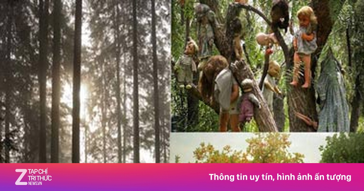 Những khu rừng ma ám rùng rợn nhất | Znews.vn