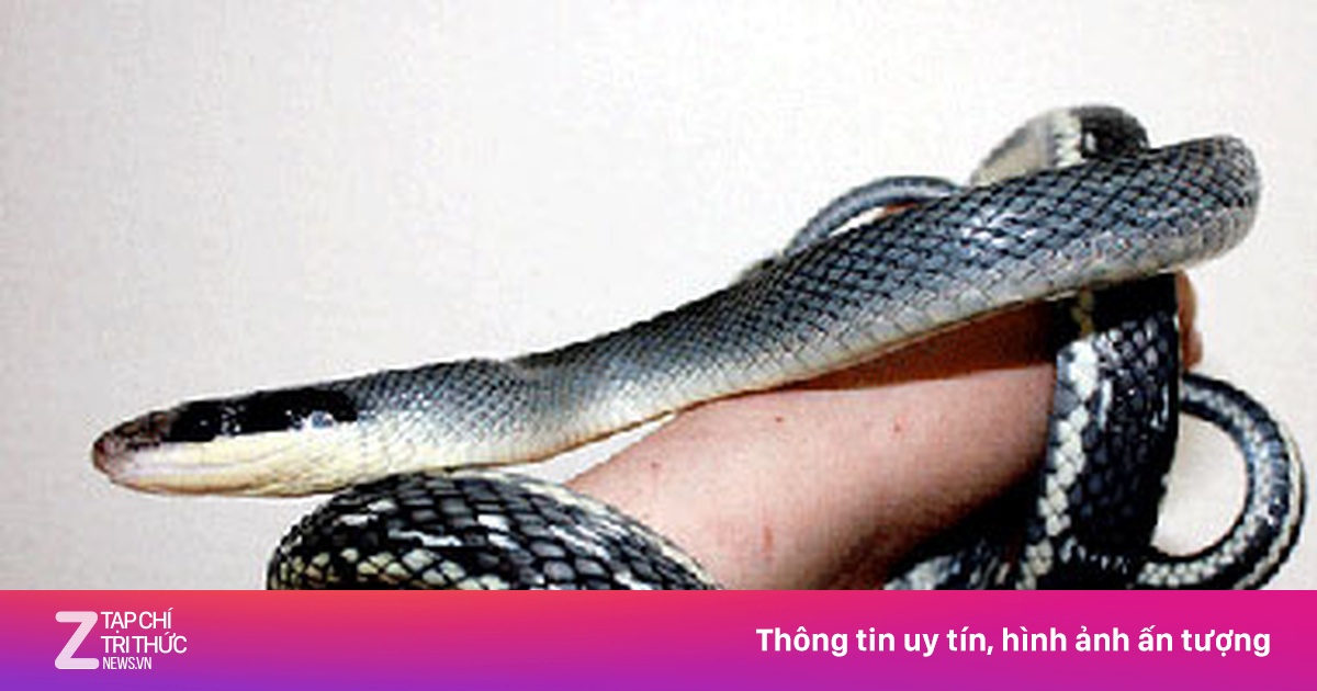 Xuất hiện chợ rắn di động ở Biên Hòa | Znews.vn