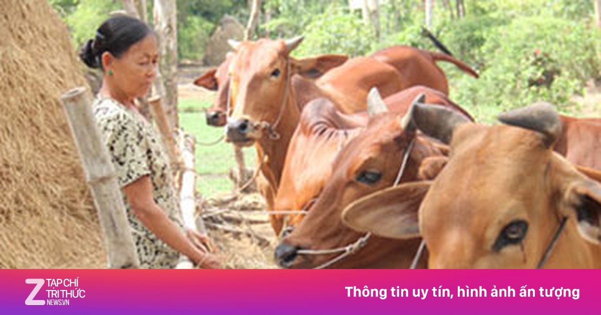 Lúa giảm mạnh bằng với giá rơm - Kinh doanh - ZNEWS.VN