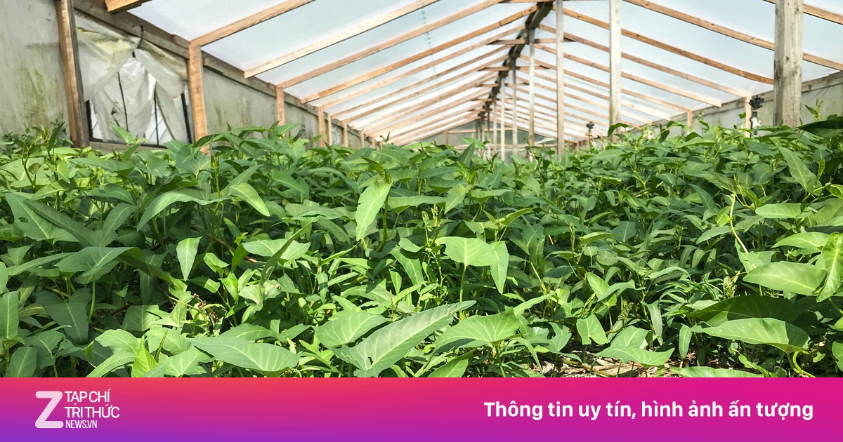 Người gốc Việt ở Mỹ đấu tranh để hợp pháp hóa rau muống - Thế giới ...