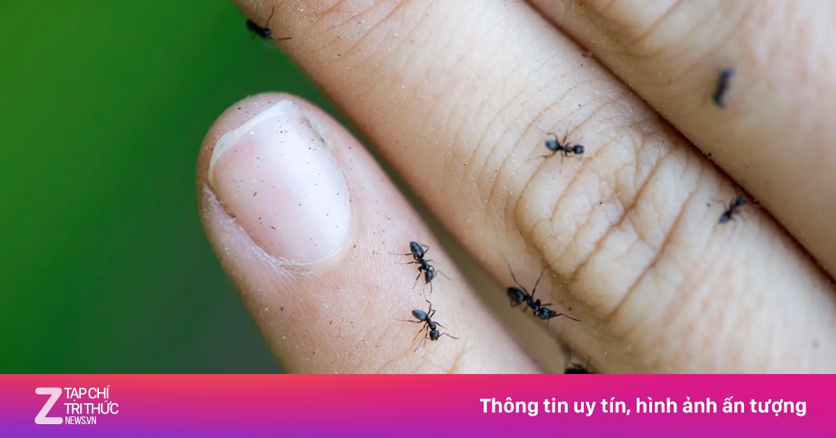 Mất điện, mất Internet vì 'siêu tập đoàn kiến' hàng triệu con