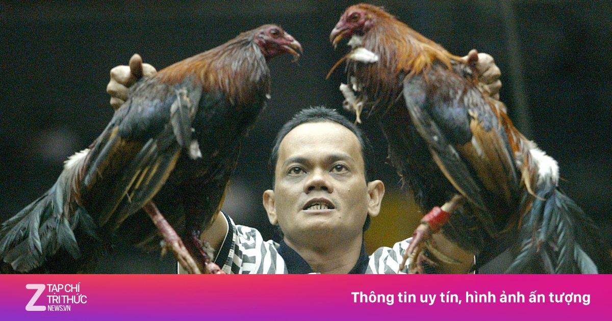 Tại sao đá gà ‘hái ra tiền’ tại Philippines?