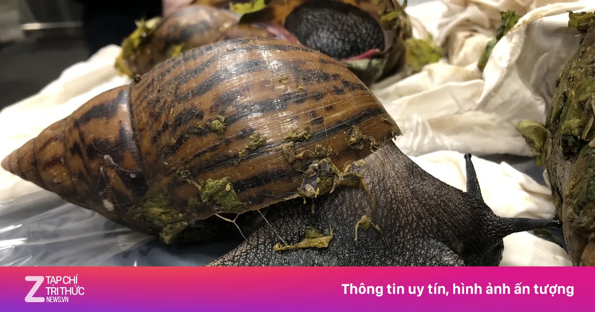Phát hiện 6 con ốc sên khổng lồ tại sân bay Mỹ - Du lịch - ZNEWS.VN