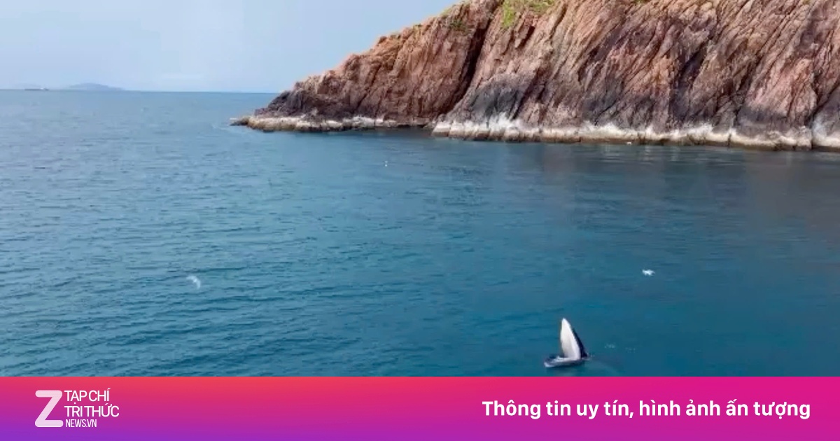 Cá voi săn mồi dài 6 m lại xuất hiện tại biển Bình Định