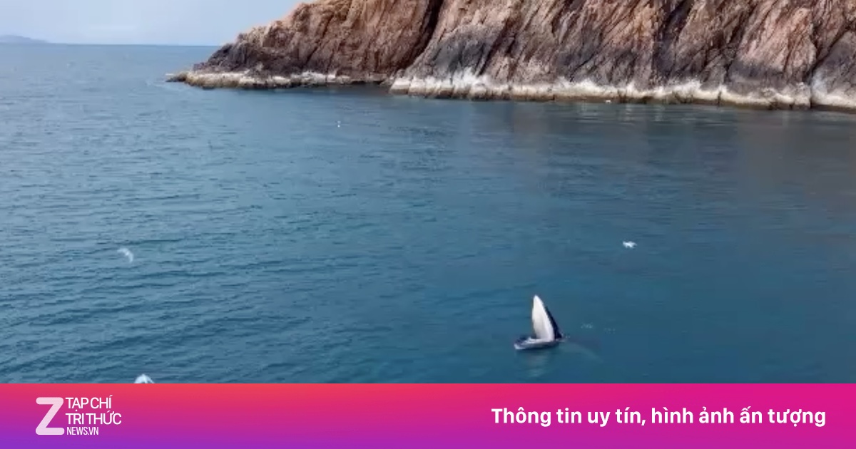 Cá voi săn mồi dài 6 m lại xuất hiện tại biển Bình Định
