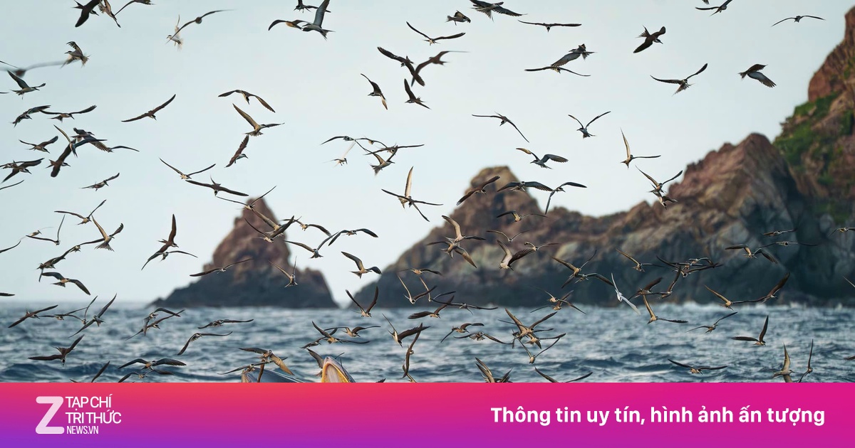 Tôi tận mắt thấy cá voi săn mồi trên biển Gia Lai