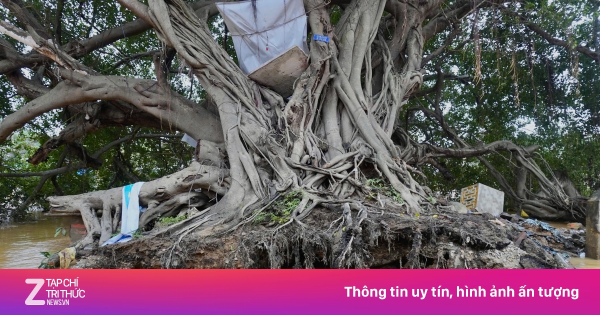 Cây sanh 100 năm tuổi bật gốc sau 'lũ chồng lũ' ở Huế