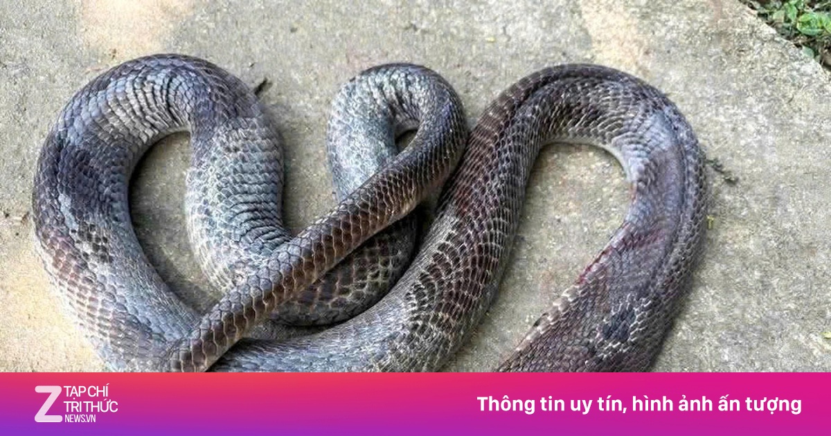 Cụ ông kéo lê rắn hổ mang đến trạm xá sau khi bị cắn, giờ ra sao?