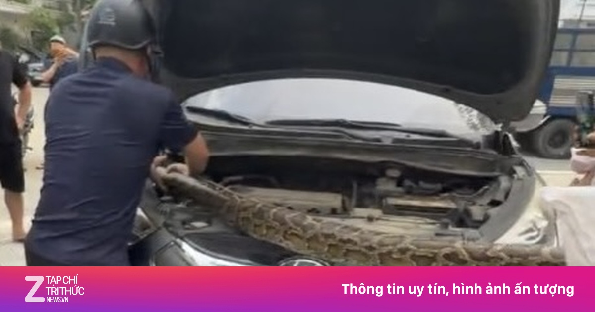 Chủ xe kinh hãi vì trăn quý hiếm khổng lồ chui vào nắp capô