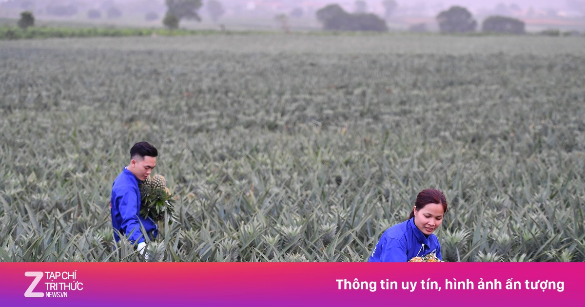 Miễn thuế đất nông nghiệp đến hết năm 2030