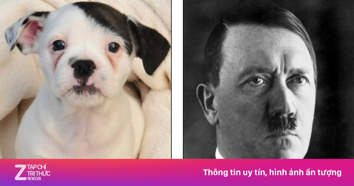 Con chó có khuôn mặt giống Hitler - Chuyện lạ - ZNEWS.VN