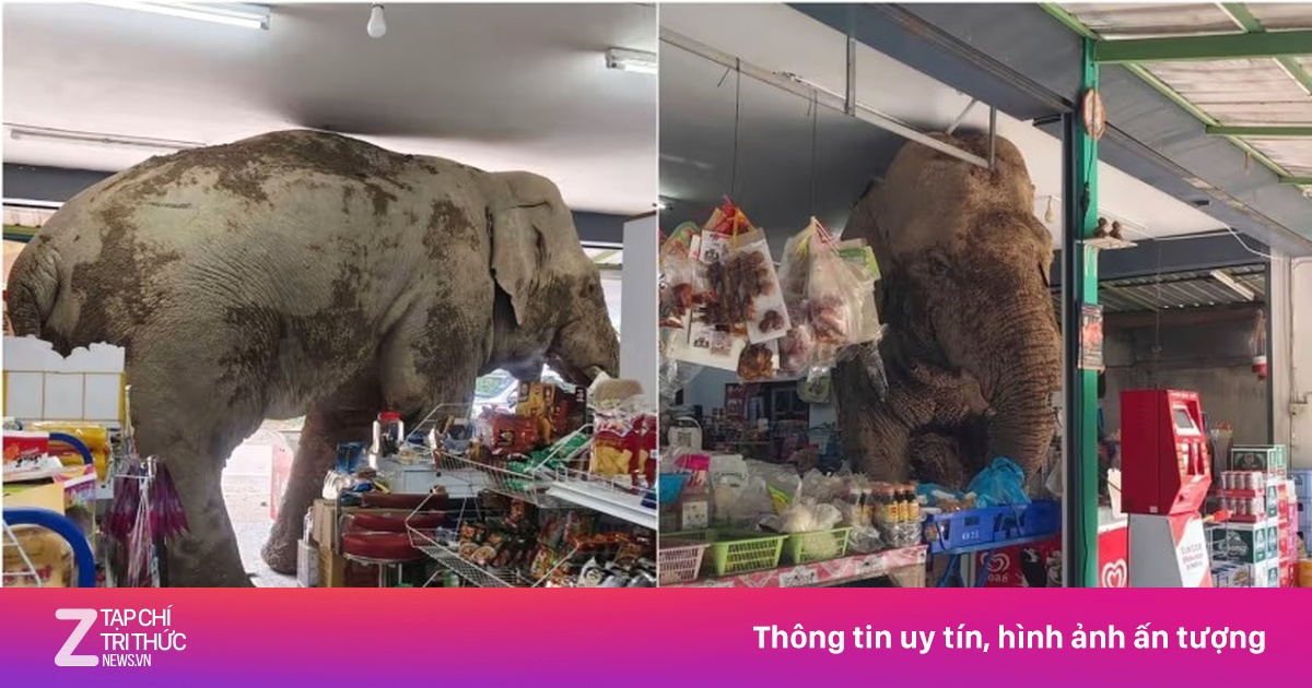 Voi rừng đột nhập cửa hàng tạp hóa kiếm đồ ăn vặt ở Thái Lan