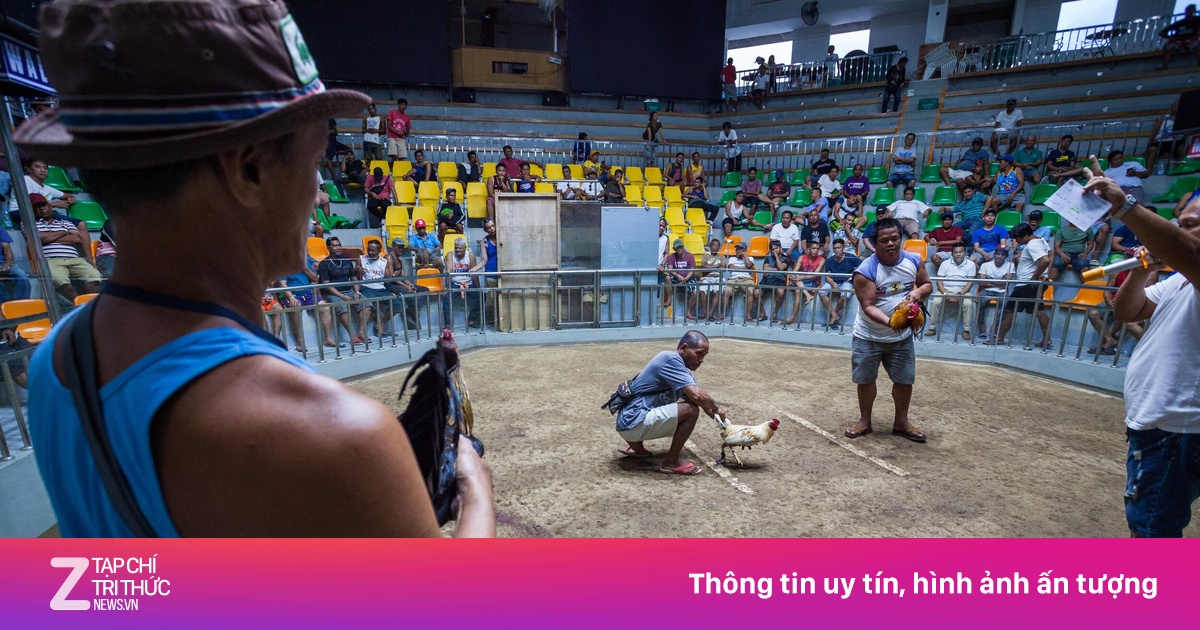 Toàn cảnh vụ thảm sát giới đá gà bí ẩn tại Philippines