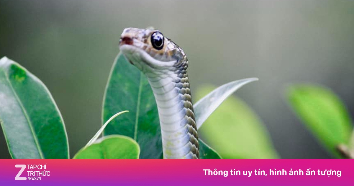 'Thót tim' xem rắn ngóc đầu, phun nọc dịp Tết Ất Tỵ | Znews.vn