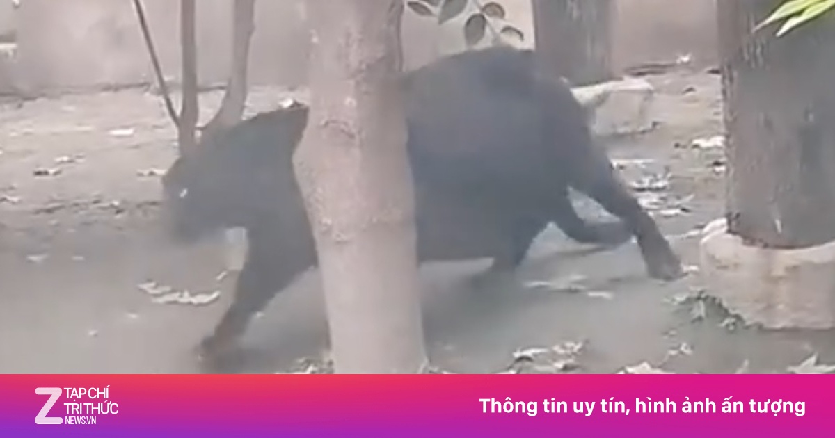 Báo đen ở vườn thú Trung Quốc bụng chạm đất vì quá béo - Địa điểm du lịch - ZNEWS.VN 