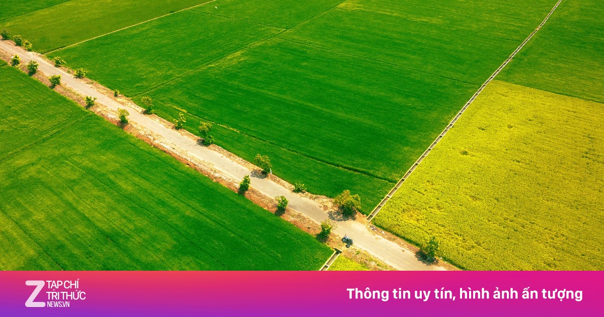 Cánh đồng 'nửa xanh, nửa vàng' tại Vũng Tàu