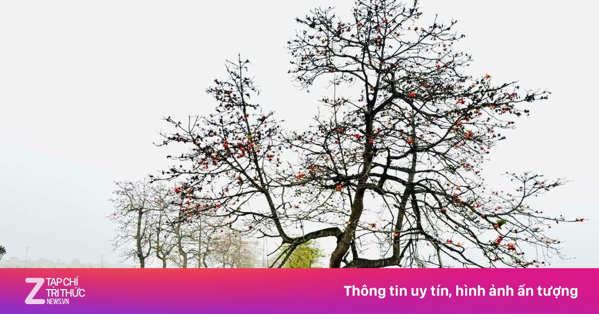 Đóng cửa quán nước thu phí khách chụp ảnh cây gạo tại Hà Nam