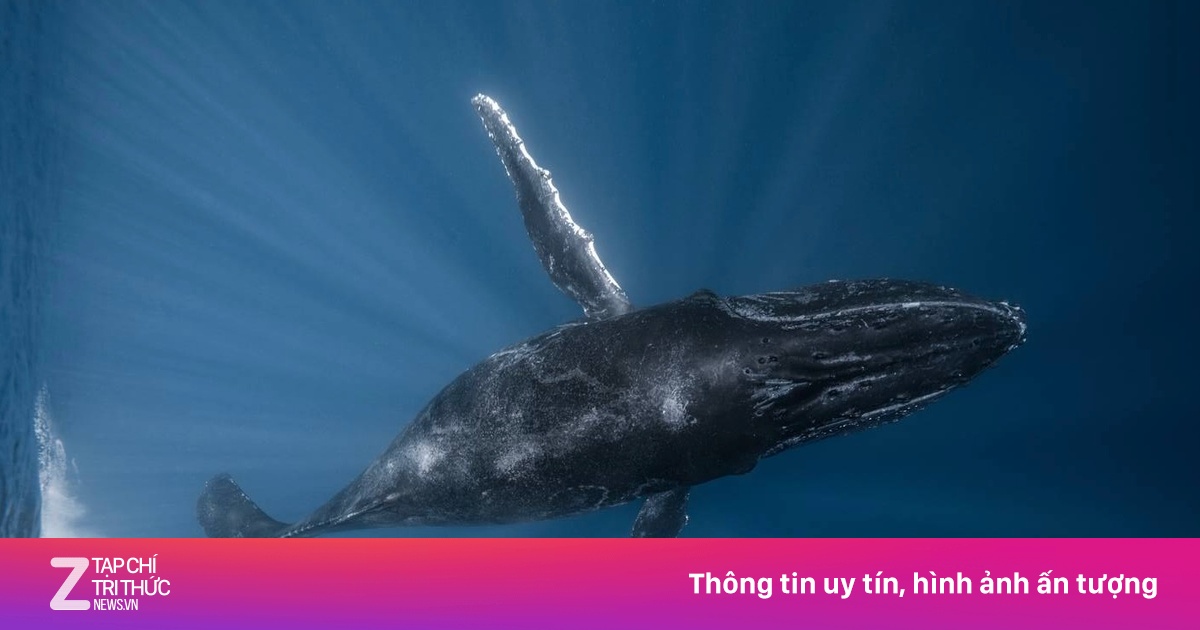 Kết thảm sau 2 năm bán xương cá nhà táng tại Mỹ