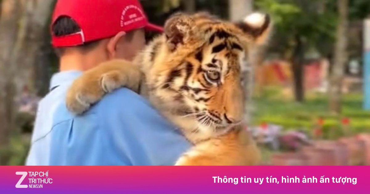 Xử lý khu du lịch cho khách bế hổ như thú cưng