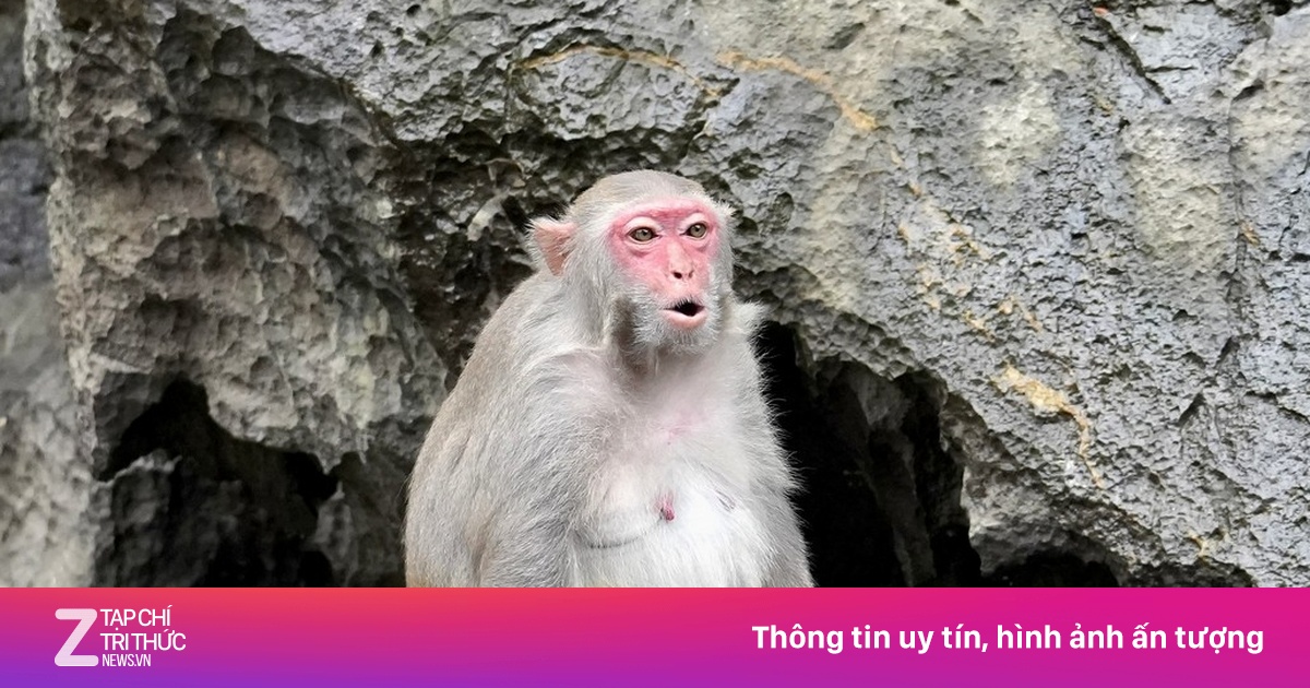 Bầy khỉ vàng 'làm du lịch' ở vịnh Hạ Long