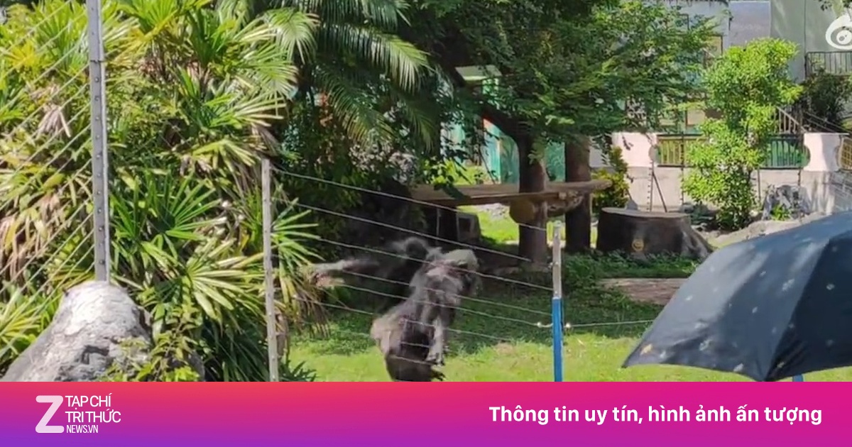 Tinh tinh ở Trung Quốc chọi đá khiến khách du lịch nhập viện