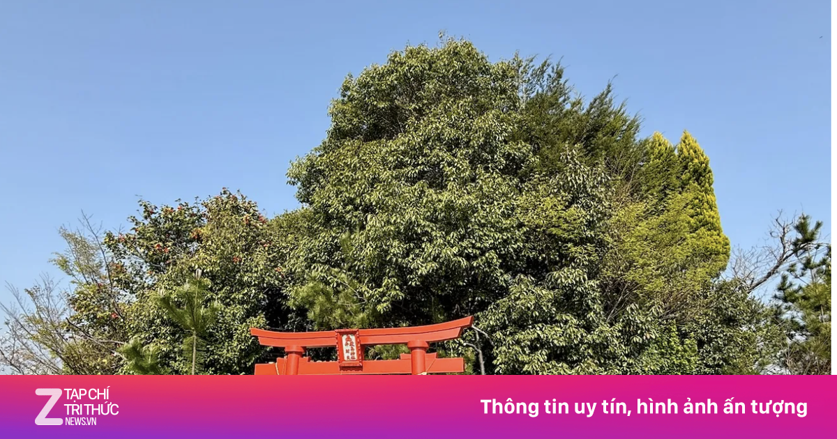 Ngọn núi chỉ mất 12 giây để lên đỉnh ở Nhật Bản