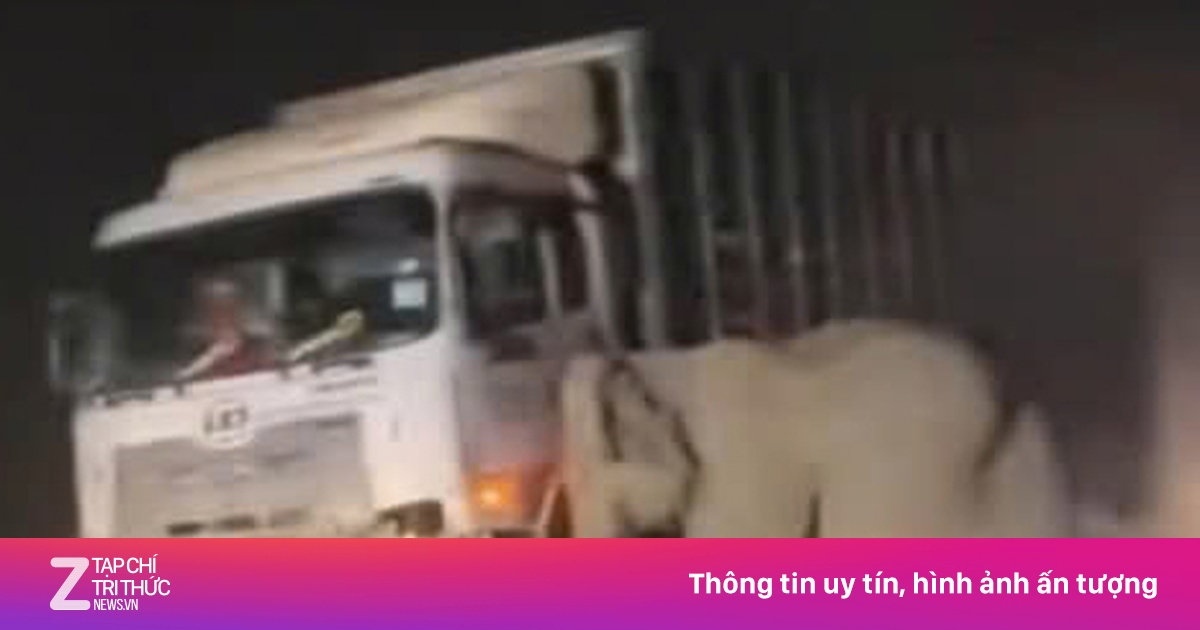 Voi mẹ bên xác con bị xe tải cán chết ở Malaysia