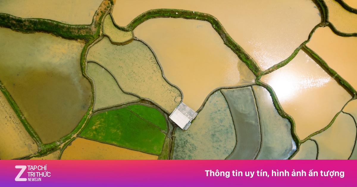 Cảnh xiêu lòng tại Mù Cang Chải mùa nước đổ
