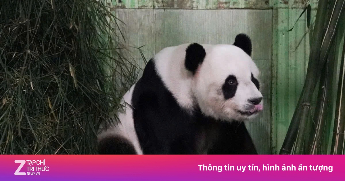 Khoản tiền nuôi 'gấu trúc ngoại giao' gây tranh cãi tại Malaysia