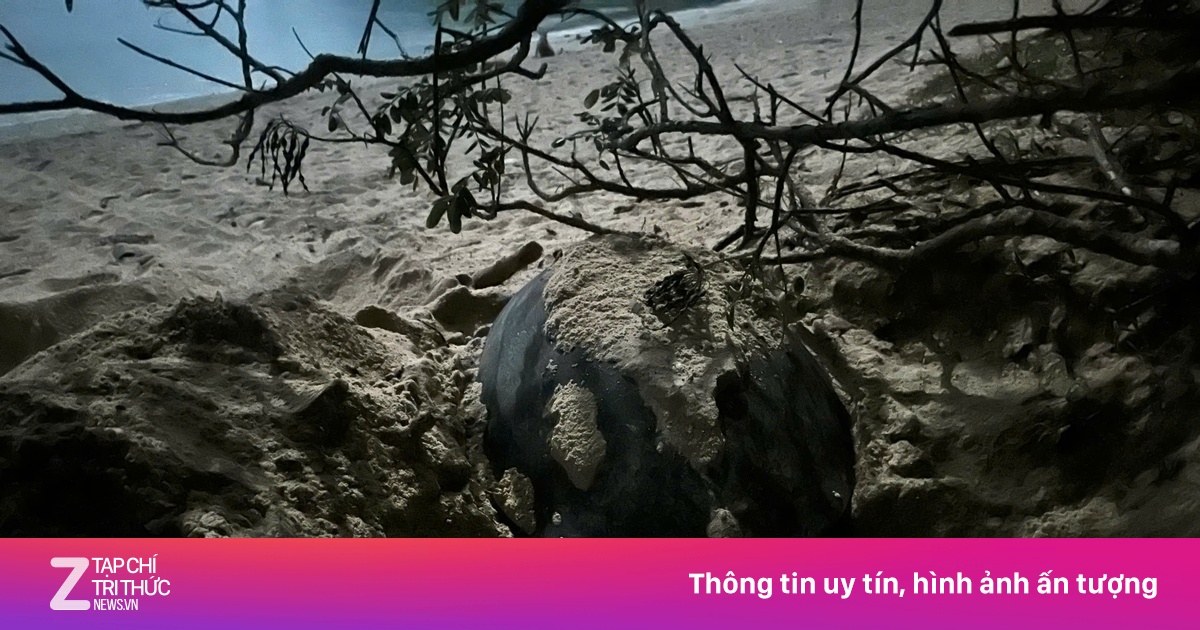 Rùa mẹ từ Philippines đến Côn Đảo đẻ 84 trứng